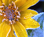 Daisy